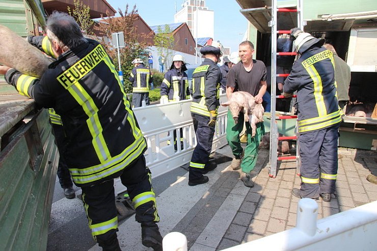 Umzug: 200 Ferkel wurden in Gemeinschaftsarbeit von Feuerwehr und Landwirten vom verunglückten in einen anderen Transporter geladen.