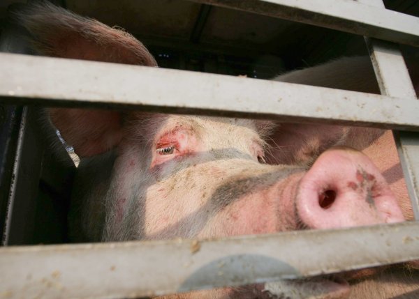 Sau - © Foto: Peter Steffen/dpa/Symbolbild