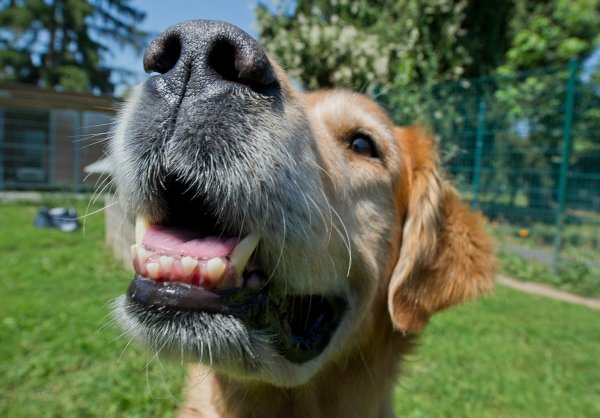 Hund - © Foto: Boris Roessler