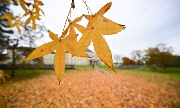 Herbstlich verfärbte Blätter im Park vor dem Schloss Hohenheim in Stuttgart. - © Bernd Weißbrod/dpa
