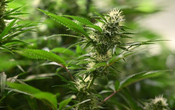 Die Ermittler hoben drei Plantagen zum professionellen Anbau von Cannabispflanzen aus. (Symbolbild) - © Martin Schutt/dpa