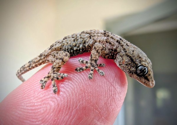 Diesen Gecko fand eine Frau aus Polen in einer Packung Rucola-Salat aus dem Supermarkt. - © -/Bart?omiej Gorzkowski/Epicrates/dpa