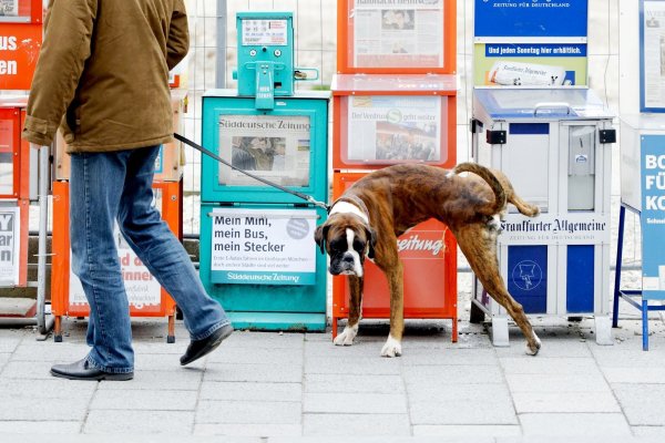 Halter haften für alle Schäden, die ihre Hunde verursachen - Versicherungen können vor finanziellen Schäden schützen. - © Peter Kneffel/dpa/dpa-tmn