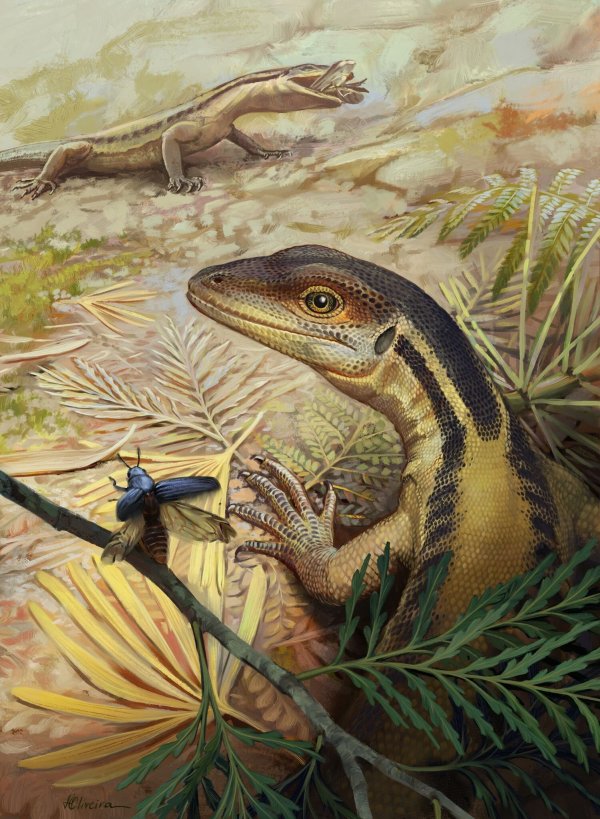 So könnte ein Reptil ausgesehen haben, das ein Vorfahr aller heutigen Reptilien war. (Illustration) - © -/Universität Tübingen/dpa