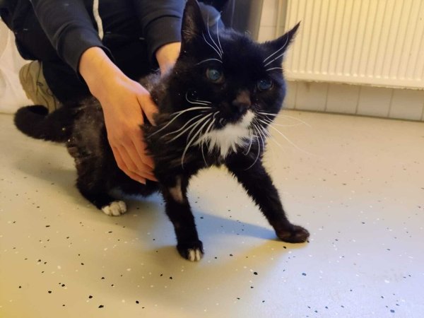 Die Tierheimnotfall-Katze "Sam" sucht ein neues Zuhause. - © Tierheim Detmold