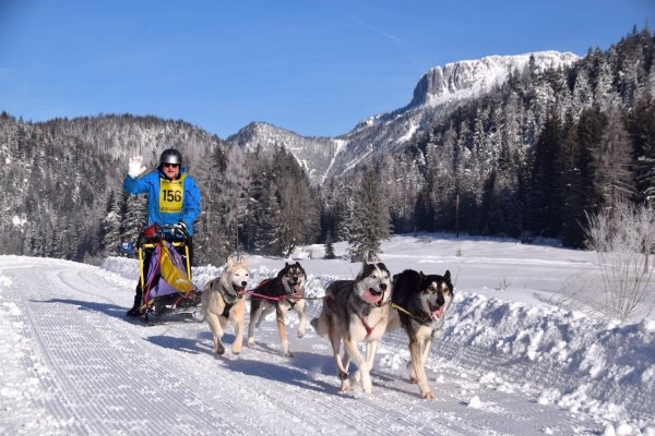 Schlittenhunde-Gespann am Pillersee - © Foto: WMP/dpa-tmn