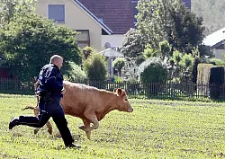 Polizist Marc Diekmeier rennt der entlaufenen Kuh hinterher um sie zu stoppen - mit Erfolg. - &copy; FOTO: FRANK-MICHAEL KIEL-STEINKAMP
