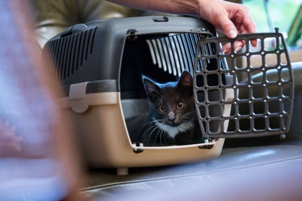Über einen Futtertrick kann man die Katze mit der Transportbox anfreunden - das sollte allerdings schon einige Tage vor dem Einsatz der Box geübt werden. - © Christin Klose/dpa-tmn/dpa