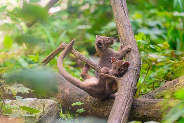 Der Duisburger Zoo hat Nachwuchs bekommen, der vom Aussterben bedroht ist. - © Zoo Duisburg/M. Appel/dpa