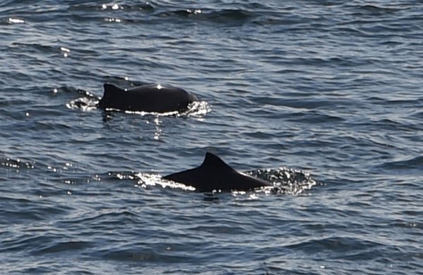 Eigentlich leben Schweinswale im Meer. (Symbolbild) - © Carsten Rehder/dpa