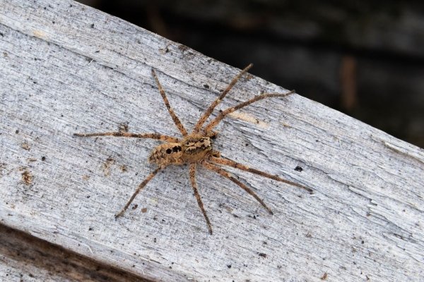 Die Nosferatu-Spinne ist inzwischen in fast ganz Deutschland verbreitet. (Archivbild) - © Robert Pfeifle/ NABU /dpa