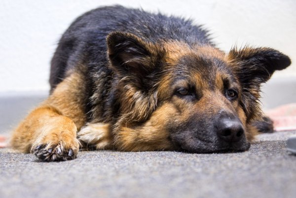 Hund - © Foto: Jens Büttner