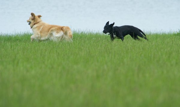Hund auf der Wiese - © Foto: Stefan Sauer/dpa-Zentralbild/dpa