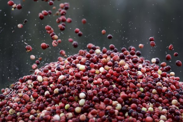 Cranberry-Ernte - © Foto: Sergei Grits/AP/dpa