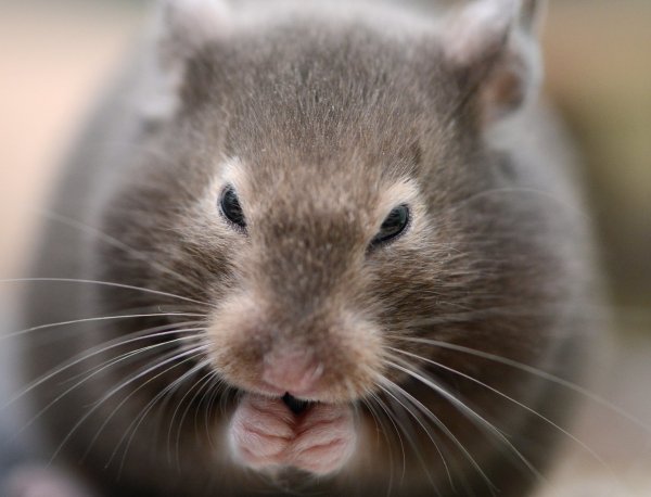 Hamster-Pflege - © Foto: Caroline Seidel/dpa-tmn