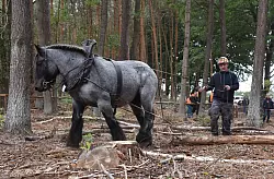 Holzr&uuml;cken: Dirk Z&ouml;ll und &bdquo;Wotan". - &copy; Starke-Pferde-Verlag