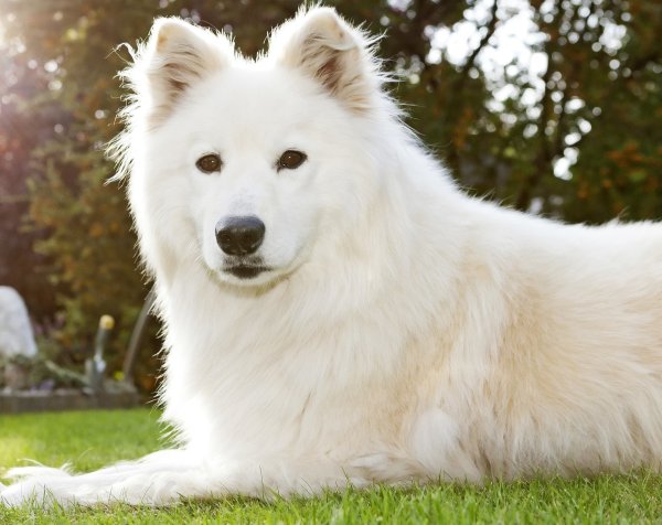 Niesen und laufende Nase beim Hund - © Foto: Monique Wüstenhagen