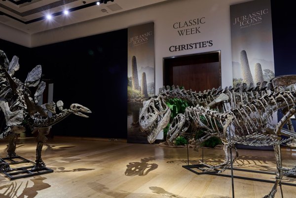 Die Fossilien sind schätzungsweise 157 bis 145 Millionen Jahre alt. - © 2024, Christie’s Images Limited/dpa