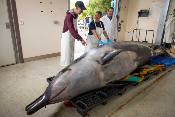 Wissenschaftler haben den Kadaver eines Bahamonde-Schnabelwals untersucht. (Archivbild) - © Derek Morrison/AP/dpa