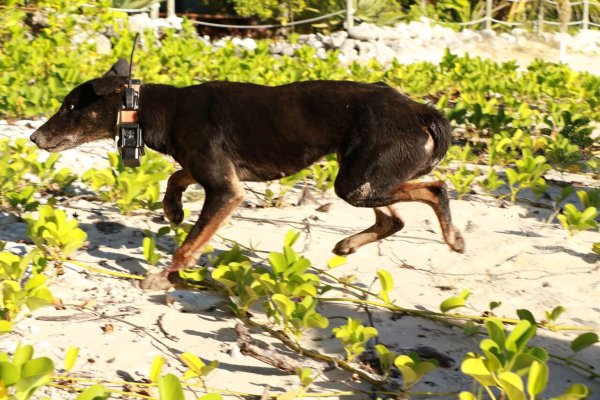 Wildhund - © Foto: Ben Allen/University of Southern Queensland/dpa