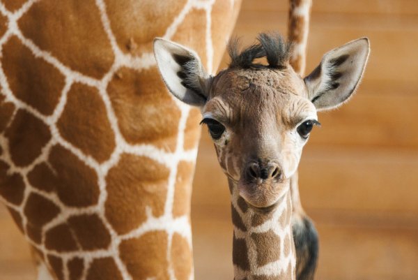Das Giraffenjunge Kianga wurde nach seiner Geburt am 10. März nun der Öffentlichkeit vorgestellt. - © Lando Hass/dpa
