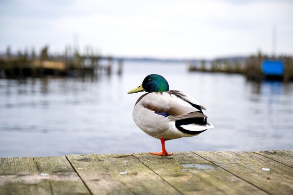 Eine Ente ist auf einem See in Braunschweig festgefroren. (Symbolbild) - © Sina Schuldt/dpa