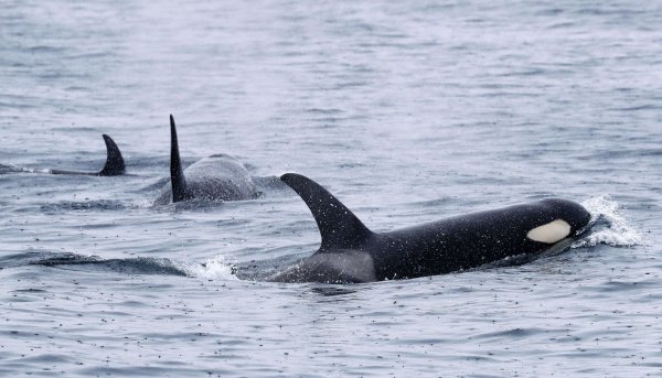 Orcas leben weltweit - wie hier bei Japan. Aber nur Tiere in der iberischen Region zeigen das mysteriöse Verhalten. (Archivbild) - © -/Kyodo/dpa
