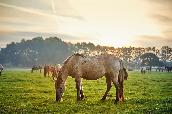 Wildpferde im Merfelder Bruch bei Dülmen – die letzte freilebende Wildpferdeherde Europas im Münsterland. - © Münsterland e.V., Philipp Fölting
