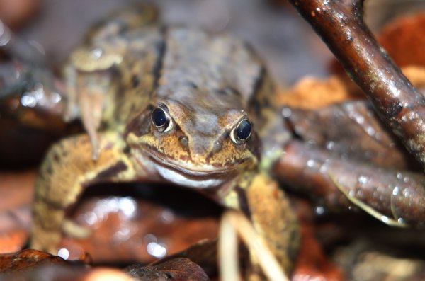 Grasfrosch - © Foto: Karl-Josef Hildenbrand/dpa