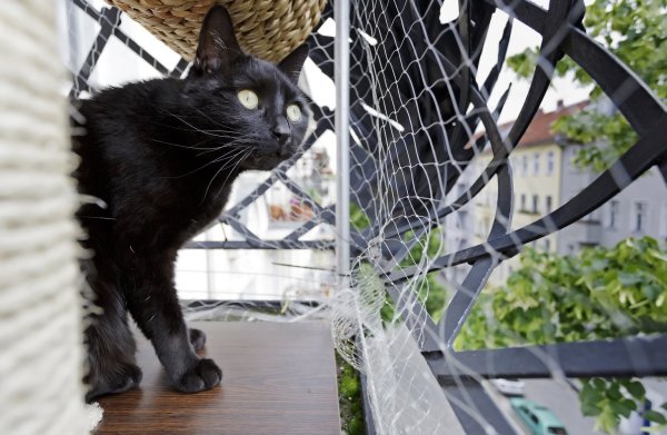 Balkonien für die Katze - © Foto: Monique Wüstenhagen/dpa-tmn