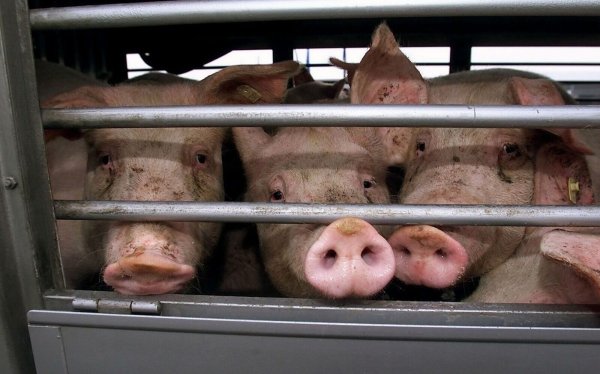 Ein Tiertransporter ist in Ostwestfalen auf die Seite gestürzt. Zehn Schweinen konnten die Rettungskräfte nicht mehr helfen. (Symbolbild) - © Franz-Peter Tschauner/dpa