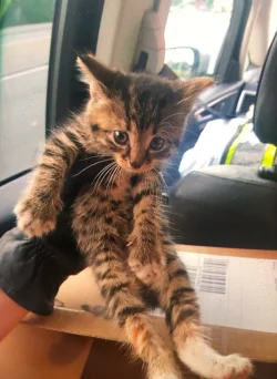 Katzenbaby - &copy; Foto: --/Polizei Essen/dpa