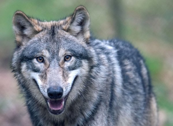 Ein Wolf läuft durch ein Freigehege. - © Boris Roessler/dpa