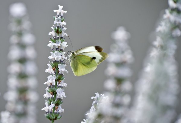 Schmetterling an einer Pflanze - © Foto: Andrea Warnecke/dpa-tmn