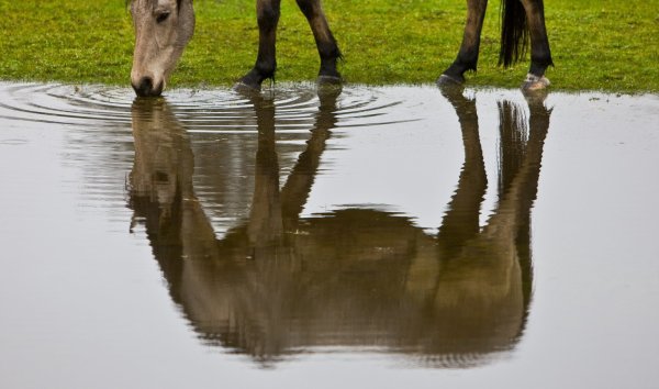 Pferd an einer Wasserstelle - © Foto: Patrick Pleul