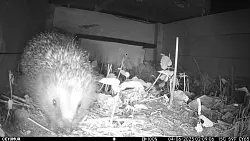 Sechs Monate hat Igeldame Mara in ihren Häuschen verbracht. - © BUND Lage