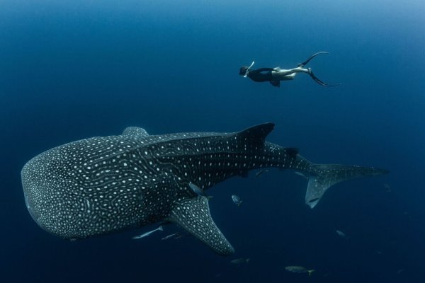 Walhaie sind die größten derzeit lebenden Fische der Erde und faszinieren weltweit Taucher und Schnorchler. - © M.V. Erdmann/dpa