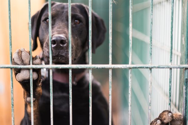 Hund hinter Gittern - © Foto: Andreas Arnold/dpa/dpa-tmn