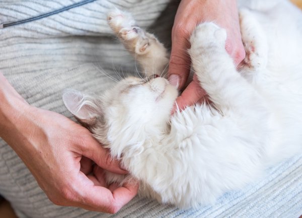 Katzen sind verschmust, können aber trotzdem beißen - © Foto: Christin Klose/dpa-tmn