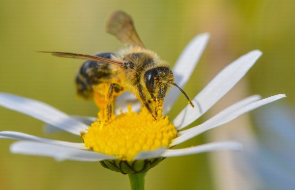 Auf der Suche nach Nektar: Mit einer bienenfreundlichen Bepflanzung können Gärtnerinnen und Gärtner die kleinen Tiere glücklich machen. - © Patrick Pleul/dpa-Zentralbild/dpa