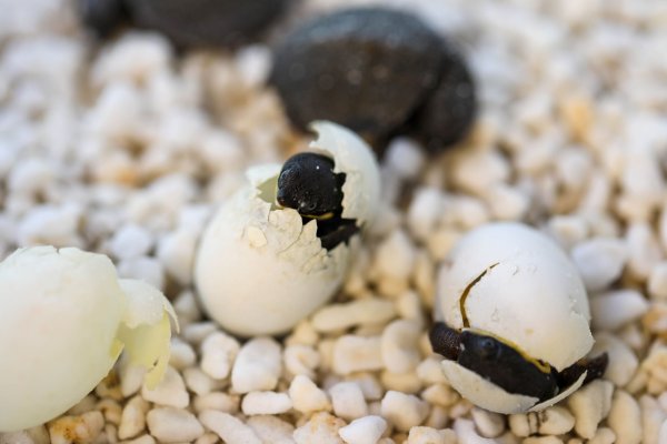 Kurz vor Ostern schlüpften die ersten Exemplare, wie die Organisation Aussie Ark mitteilte. - © Aussie Ark/Australian Reptile Park/dpa