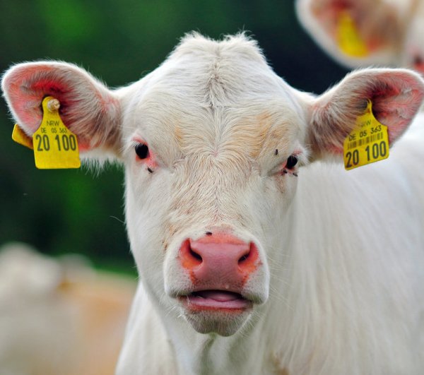 Ein Beispielfoto der französischen Rinderrasse "Charolais". - © dpa