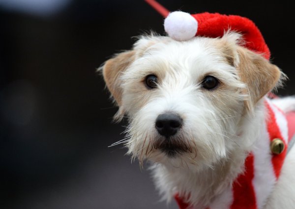 Hund mit Weihnachtsmütze - © Foto: Ralf Hirschberger