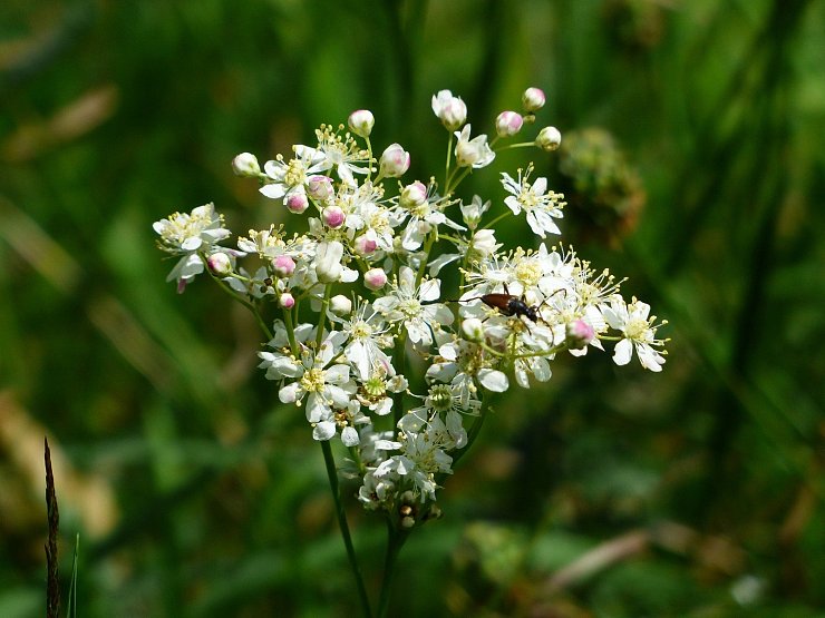 Mädesüß: Unkomplizierte Wildstaude
