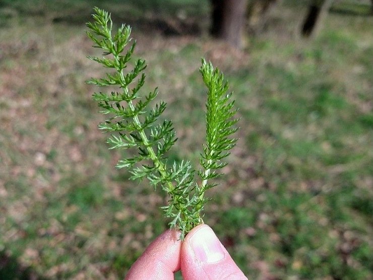Schafgarbe