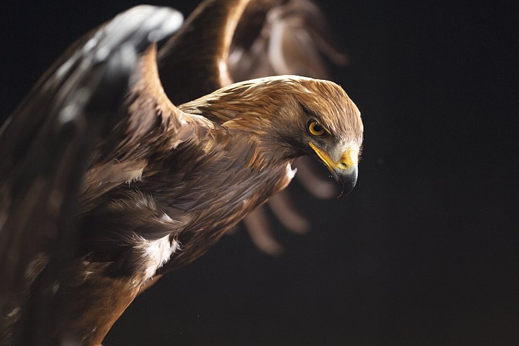 Steinadler