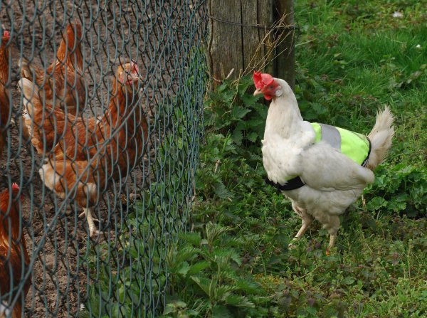 Endlich draußen: Nach der Stallpflicht ist Henne Polly mit ihrer gelben Warnweste wieder unterwegs, fliegt über den Zaun der Hühnerwiese auf der Suche nach Freiheit. Aber pünktlich zum Eierlegen kehrt sie heim. - © Heike von Schulz