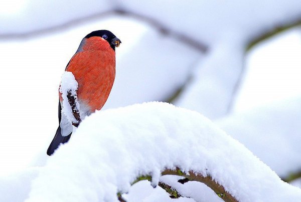 Ein Gimpel, auch Dompfaff oder seltener Blutfink genannt, im Schnee. - © Dietmar Kuhfuss