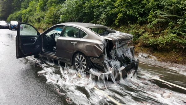 Eine glitschige Ladung Schleimaale hat einen Highway-Abschnitt im US-Westküstenstaat zeitweise unbefahrbar gemacht. Nachdem Frachtcontainer mit den zappeligen Tieren von einem Lastwagen gestürzt waren, krachten vier Autos auf der schmierigen Straße ineinander. - © dpa