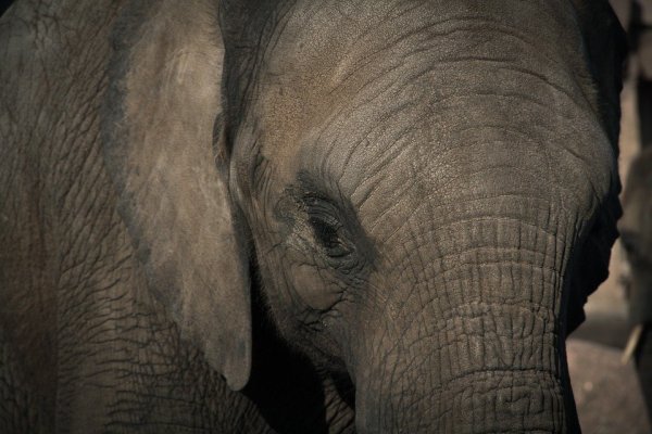 Der Zoo Hannover will die Vorwürfe der Quälerei prüfen. - © Symbolbild: Pixabay